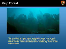 Explore over 350 million pieces of art while connecting to fellow artists and art enthusiasts. Glacier Bay National Park Preserve National Park Service U S Department Of The Interior The Kelp Forest Ppt Download
