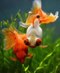 Fish Are Gill Bearing Aquatic Craniate Animals That Dearth Limbs Afterward Digits They Form A Sister Charity To The Tunica Goldfish Pretty Fish Beautiful Fish
