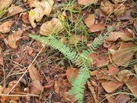 Image result for Aeschynomene nyassana