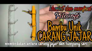 Nama lain dari bambu adalah buluh, aur, dan eru. Bambu Unik Carang Jajar Macam Penjelasan Khasiat Dan Filosofinya Youtube