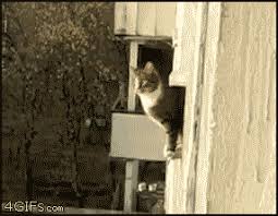 Encontre acessórios para gatos ninja na zazzle. Ninja Cat Parkour Gata Gif On Gifer By Bloodwind