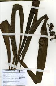 Image result for Chlorophytum blepharophyllum Schweinf. ex Baker