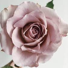 Jessica Heather Rose Flowers Beautiful Colors