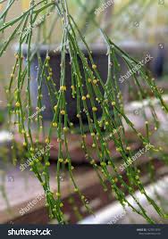 Image result for Psilotum