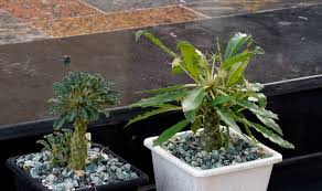Image result for Dorstenia tayloriana