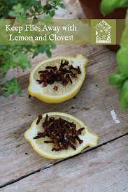 Lenny kravitz 5 fly away. Keep Flies Away With Lemon And Cloves Under A Tin Roof