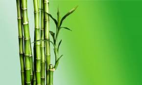Esta planta es ideal para arriconar en lugares poco iluminados. Como Usar El Bambu En La Decoracion