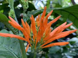 Image result for Justicia spicigera