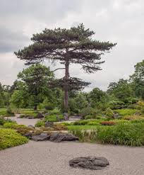 Image result for Pinus nigra