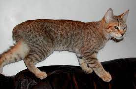 Pixie Bob Cat Breed Profile Metaphorical Platypus