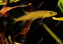 A wide variety of barracuda fish options are available to you, such as part, variety, and certification. Susswasser Barracuda Fisch Ctenolucius Hujeta Schwimmen Unter Wasser Lizenzfreie Fotos Bilder Und Stock Fotografie Image 17675820