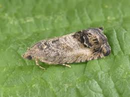 Image result for Cydia splendana