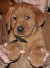 Find red fox lab in canada | visit kijiji classifieds to buy, sell, or trade almost anything! 130 Dyna Our Fox Red Labrador Retriever Ideas Fox Red Labrador Red Labrador Labrador Retriever
