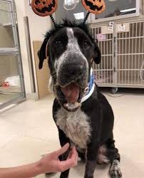 Pin By Dava White On Pyrenees Adoptable Australian Cattle Dog Australian Cattle Dog Mix Pet Adoption