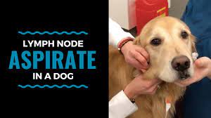 By all accounts she has not eaten anything suspicious, although she is a dog and maybe snuck something. Lymph Node Aspirate In A Dog Youtube