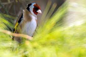 vogel des jahres nabu vogel des jahres tiere vogelschutz