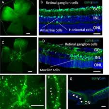 Image result for Dark Hunter Green 1996 AAV