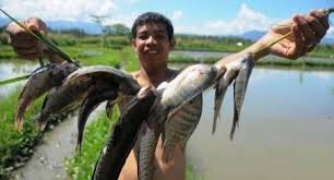 Kolam ikan air tawar terbahagi kepada empat jenis. Kisah Inspiratif Ternak Ikan Kutuk Warga Madiun Jadi Jutawan