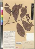 Image result for Cassipourea congoensis