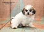 Shih-poo Puppies for Sale | Lancaster Puppies