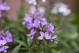 Image result for Cleome elegantissima
