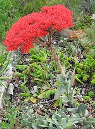 Image result for Crassula perfoliata