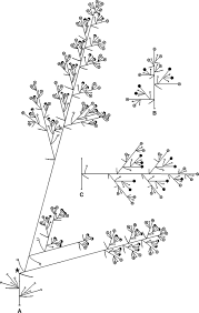 Image result for Scleria melanomphala