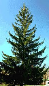 Maybe you would like to learn more about one of these? Norway Spruce Trees Seattle Gov