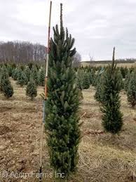 Spruce cupressina columnar norway spruce. Acorn Farms Search Results Ohio Wholesale Nursery Bulk Wholesale Trees Shrubs Perennials Roses Annuals For Green Industry
