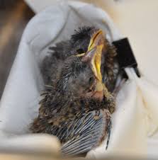 Hungry Baby Birds At Our Rehab Center Www Noahs Ark Org Animal Rehab Baby Bird Noahsark Baby Squirrel Animals Rehab Center