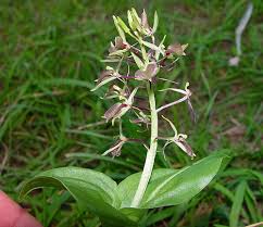 Image result for Liparis bowkeri