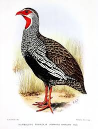 Image result for Tannodia swynnertonii