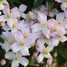 Tips and inspiration to get growing. Buy Clematis Group 1 Clematis Montana Var Rubens Pink Perfection 23 99 Delivery By Crocus