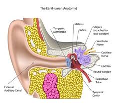 Maybe you would like to learn more about one of these? Cochlear Implant Surgery Johns Hopkins Medicine