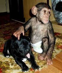 yavru maymun ile kopek baby chimpanzee pet monkey cute baby animals