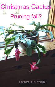 Powdery mildew on peonies is generally seen in late june through september when temperatures are hot and the humidity is high. I Pruned The Christmas Cactus Christmas Cactus Thanksgiving Cactus Cactus
