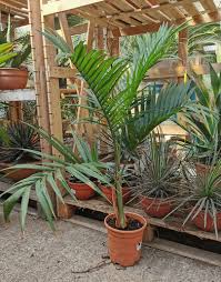 Image result for Chamaedorea radicalis