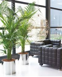 They never wilt and look fresh year after year. Plant First Choice 9 Living Room Plants Indoor Plants Bedroom Interior Plants