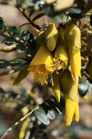 Image result for Sophora