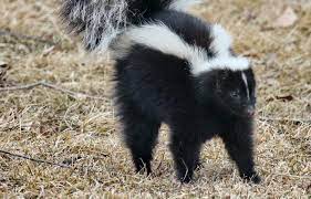 The most common and recognized skunk species in north america is the striped skunk, whose range extends from the southern half of canada to the northernmost parts of mexico, covering most of the continental united states. Skunks Active In February Unh Extension