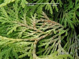 Image result for didymascella thujina