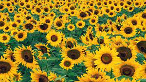 The Sunflower Is A Large Inflorescence This Means The Flower Head Is Actually Made Of Many Tiny Flower Sunflower Fields Sunflower Pictures Sunflower Wallpaper