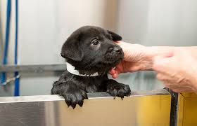 Yuvraj villa, plot no 167, secto. Shelter Dog Transports Save Rescue Pets Best Friends Animal Society