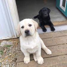 › lab puppies for sale in south carolina. Labrador Puppies For Sale Home Facebook