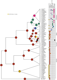Image result for Sagina abyssinica
