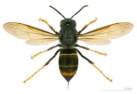 2 precisazioni sulle specie di calabroni asiatici. Vespa Velutina Calabrone Asiatico Comune Di Correggio