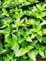 Image result for Isodon