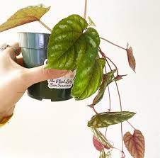 Image result for Cissus faucicola