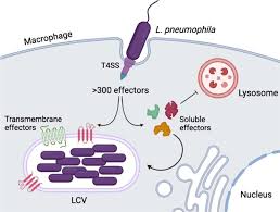 Image result for Legionella