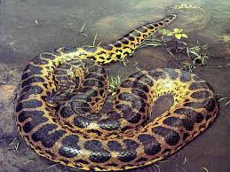 Pet Snake Pictures Anaconda Snake Anaconda Snake Giant Anaconda Green Anaconda